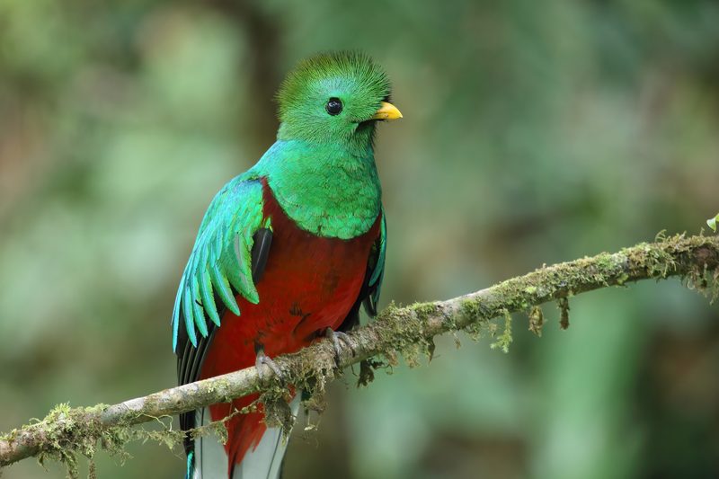 Quetzal en el bosque nuboso de Monteverde